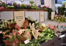At the Danish booth Floradania were several Danish growers displaying their products. In this picture Gartneriet Poul Riber.